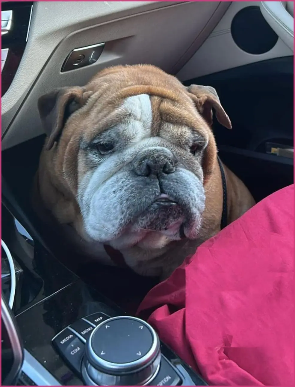 cane lost   06063 Magione Bryan