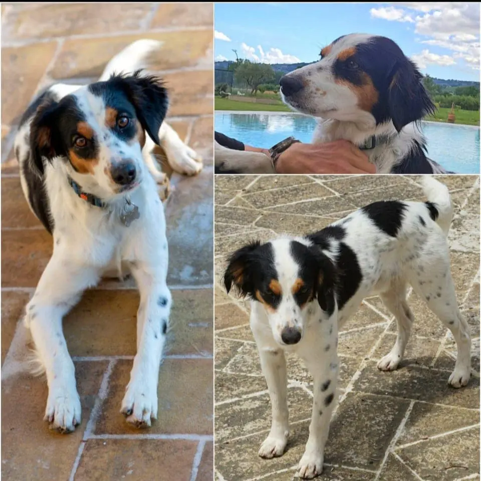 cane lost   06036 Montefalco Floki