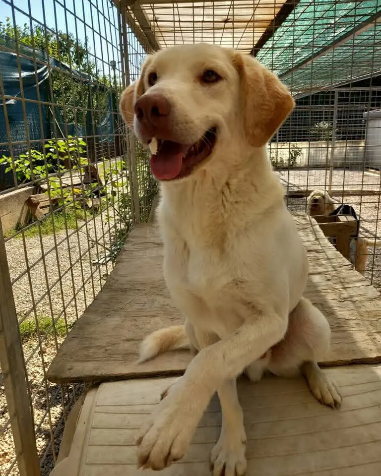 cane lost   06034 Foligno Max