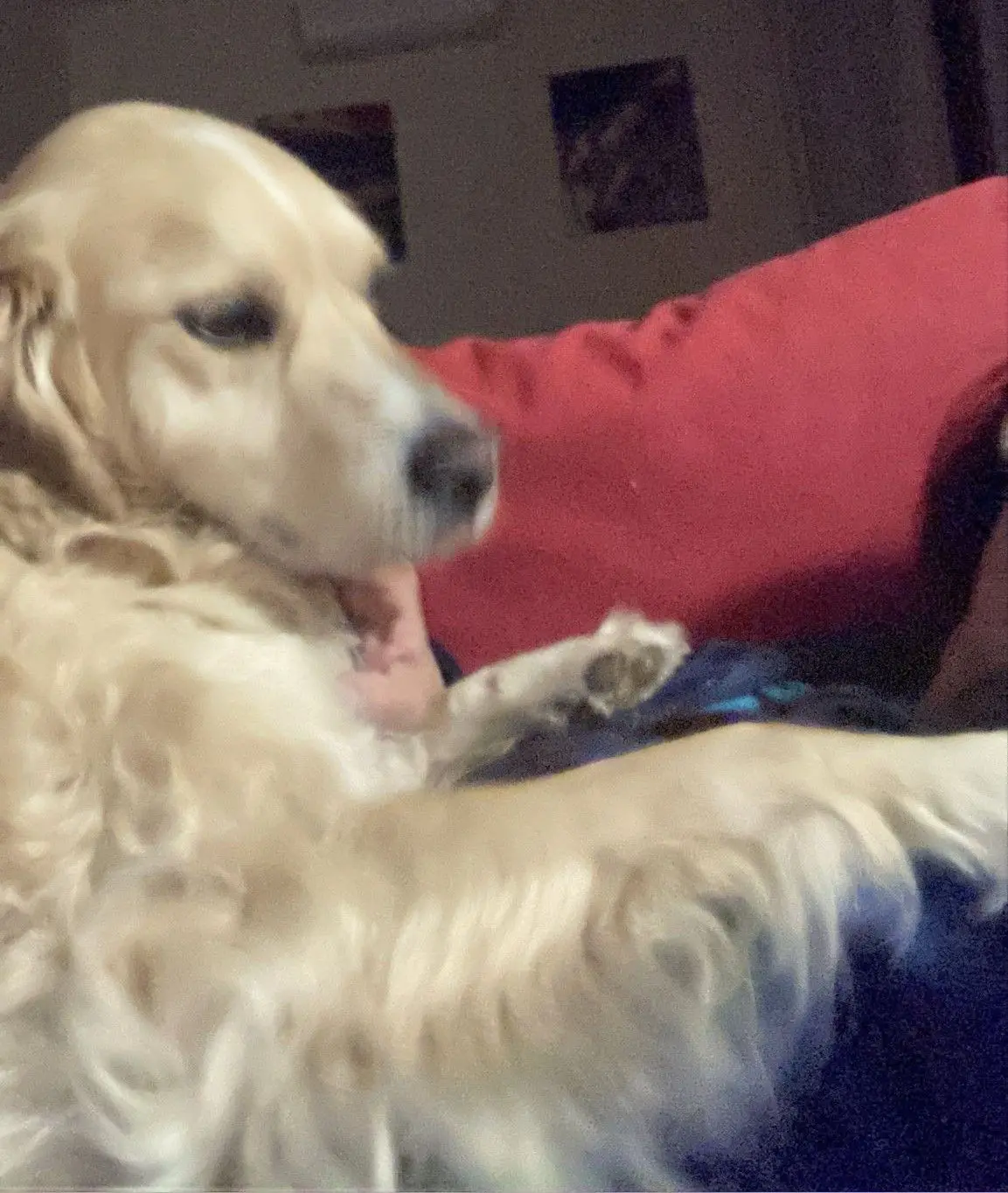 cane lost    Pérouse Eddy