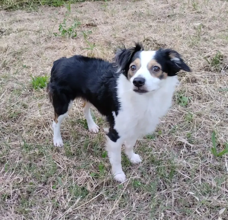 cane lost    Pérouse Gasper