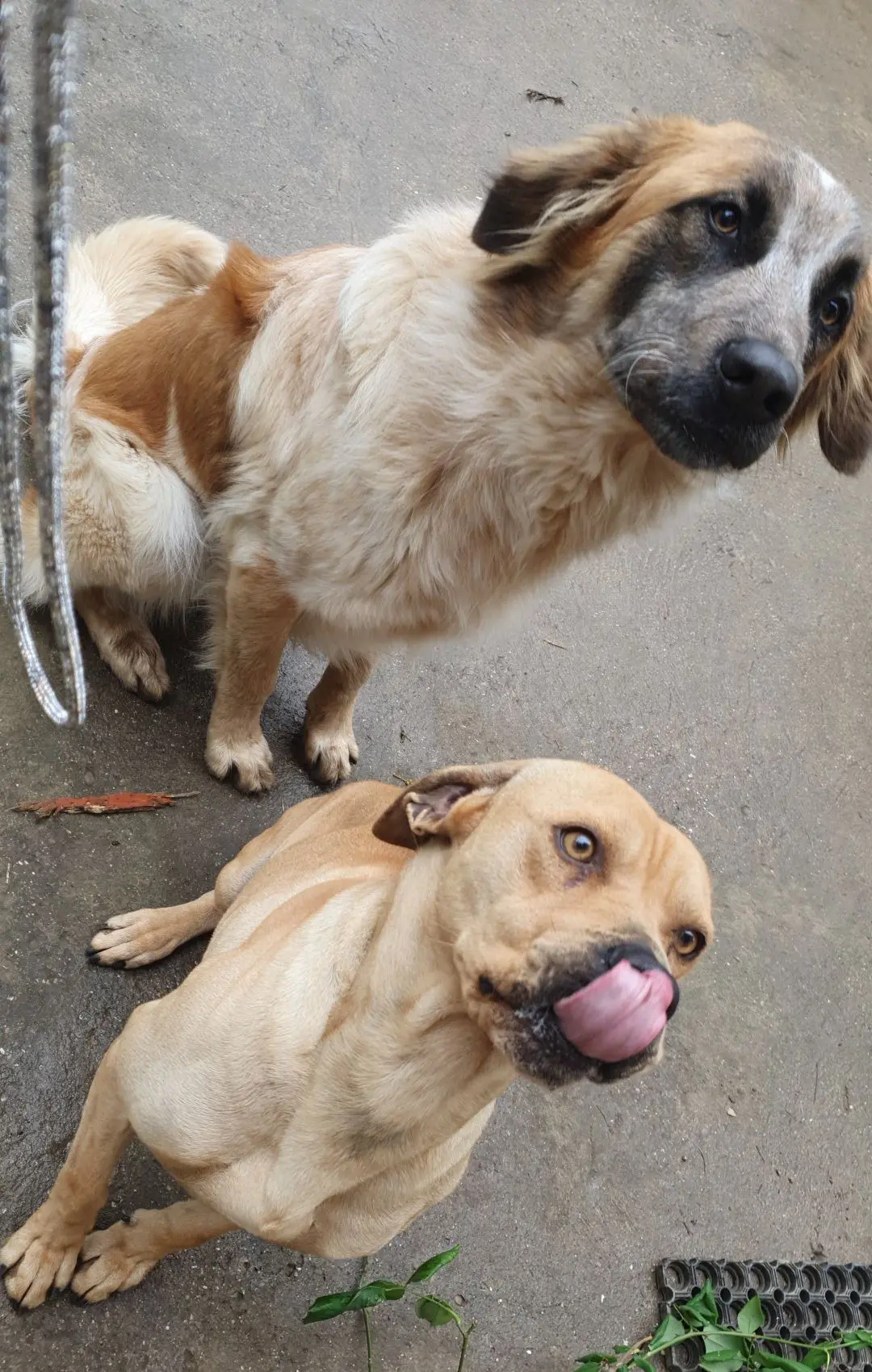 cane lost    Pérouse Porky e charlie