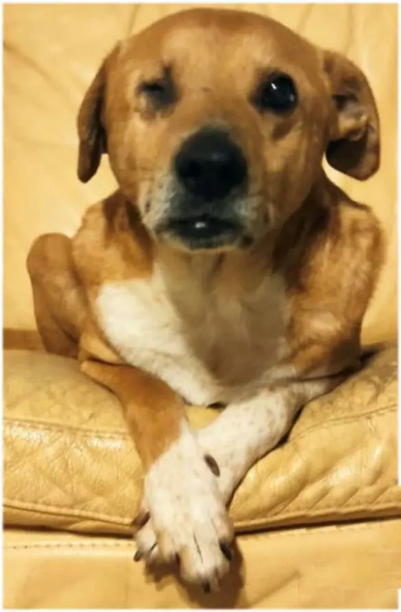 cane lost    Pérouse Rocky