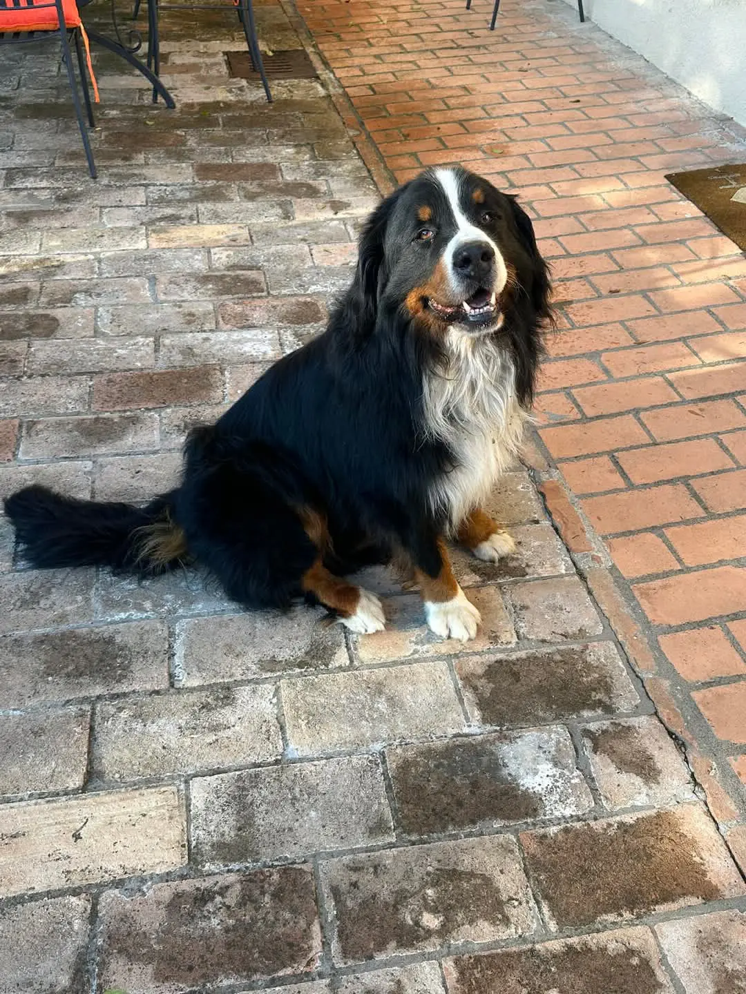 cane lost    Pérouse Zeus