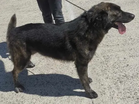 cane lost    Pérouse Zoy