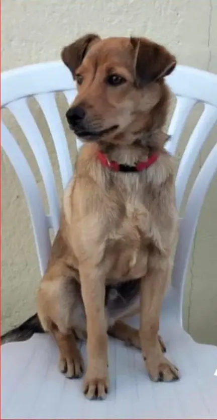 cane lost   06055 Marsciano Rudy