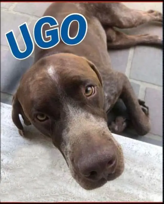 cane lost   06061 Castiglione del Lago Ugo