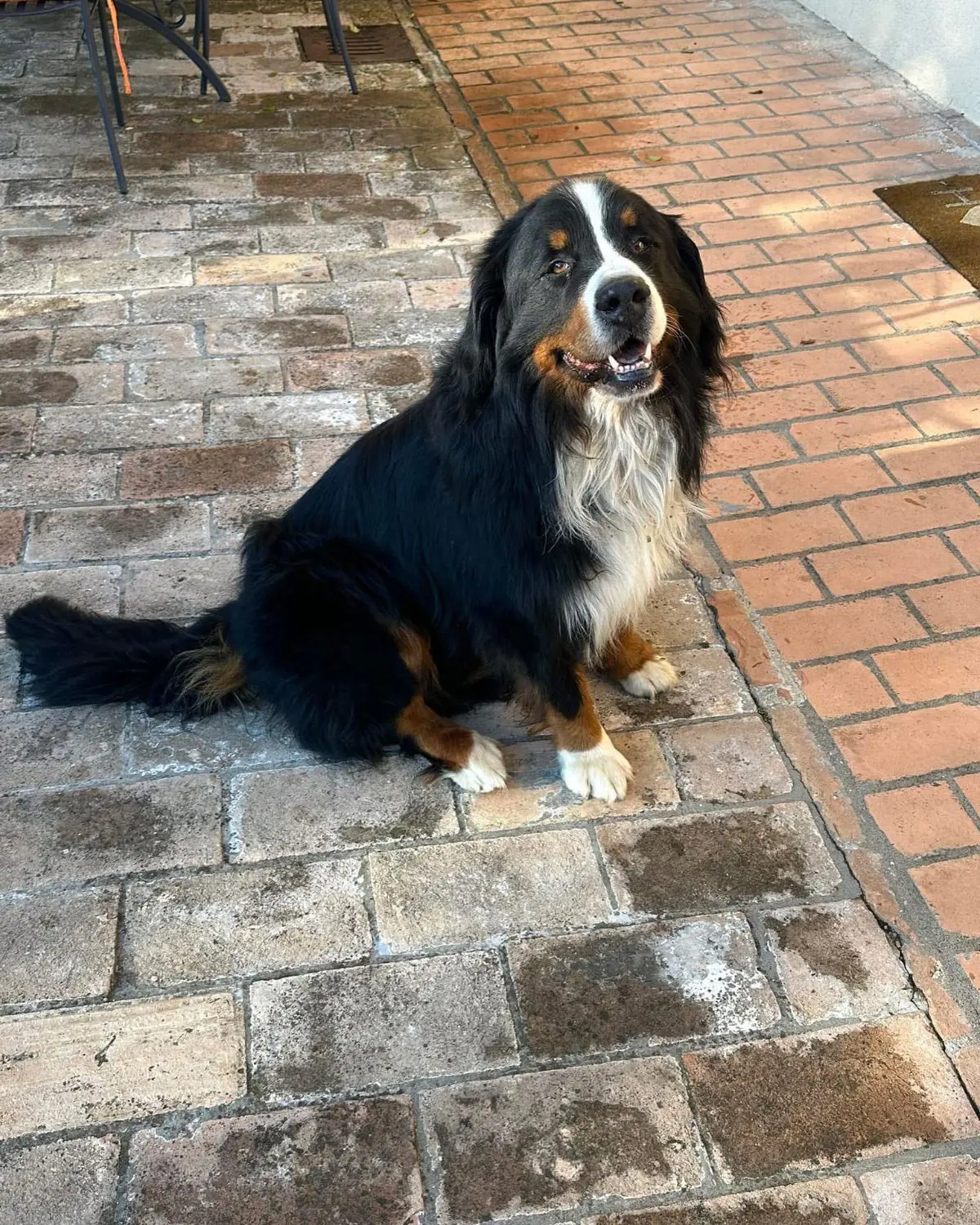 cane lost   06081 Assise Zeus