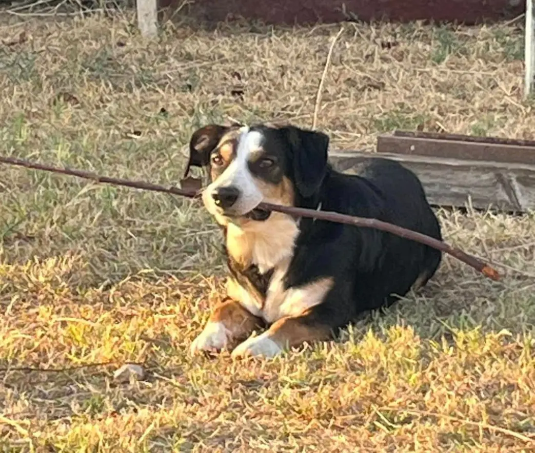 cane lost   06034 Foligno Zeus