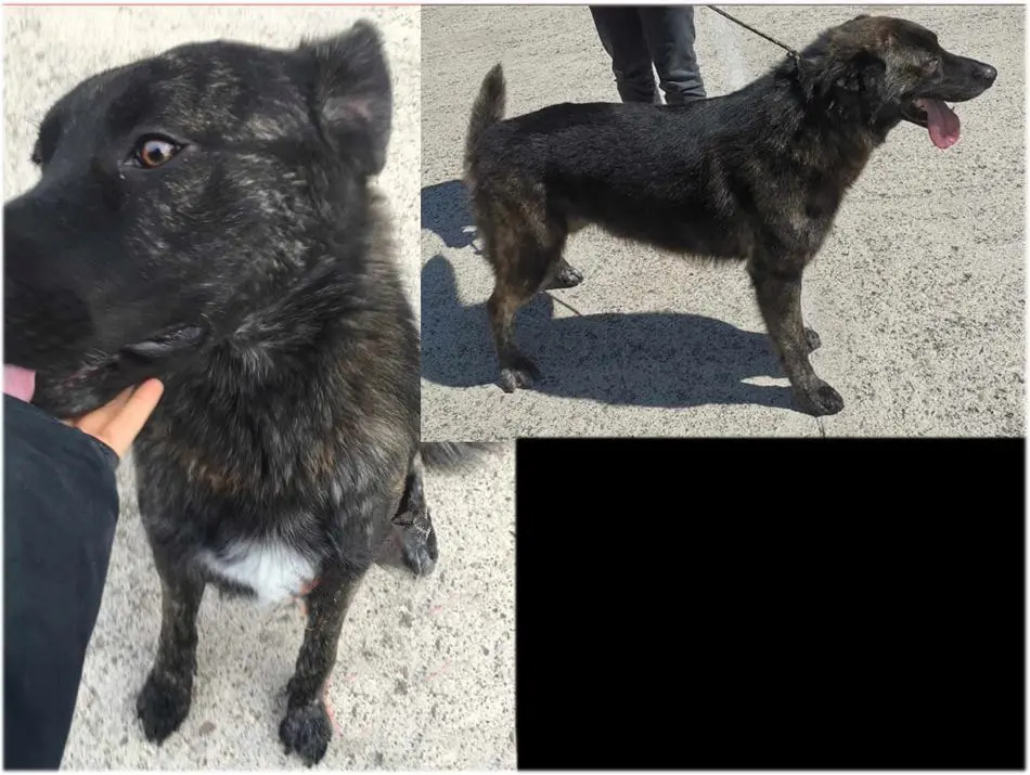 cane lost   06063 Magione Zoy