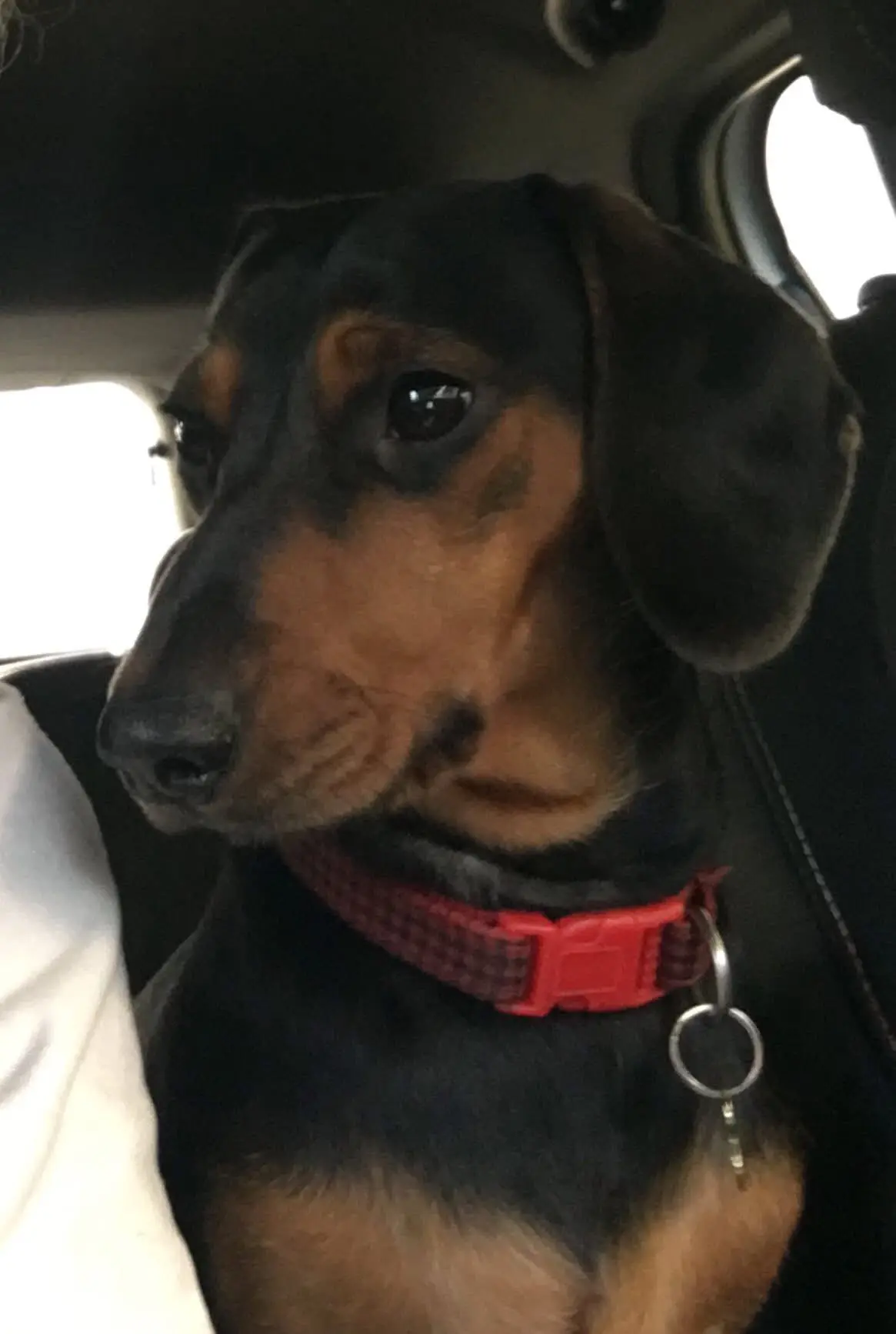 cane lost    Santa Maria a Monte Max