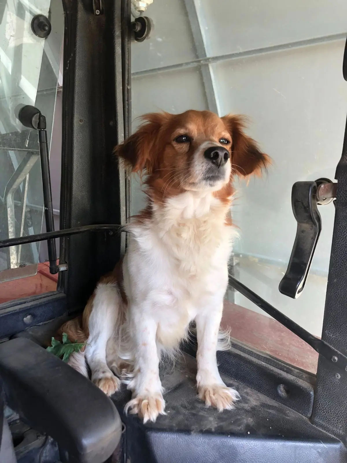 cane lost   33082 Azzano Decimo Jack