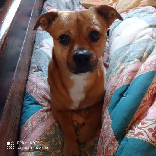 cane lost   33080 Roveredo in Piano Moki