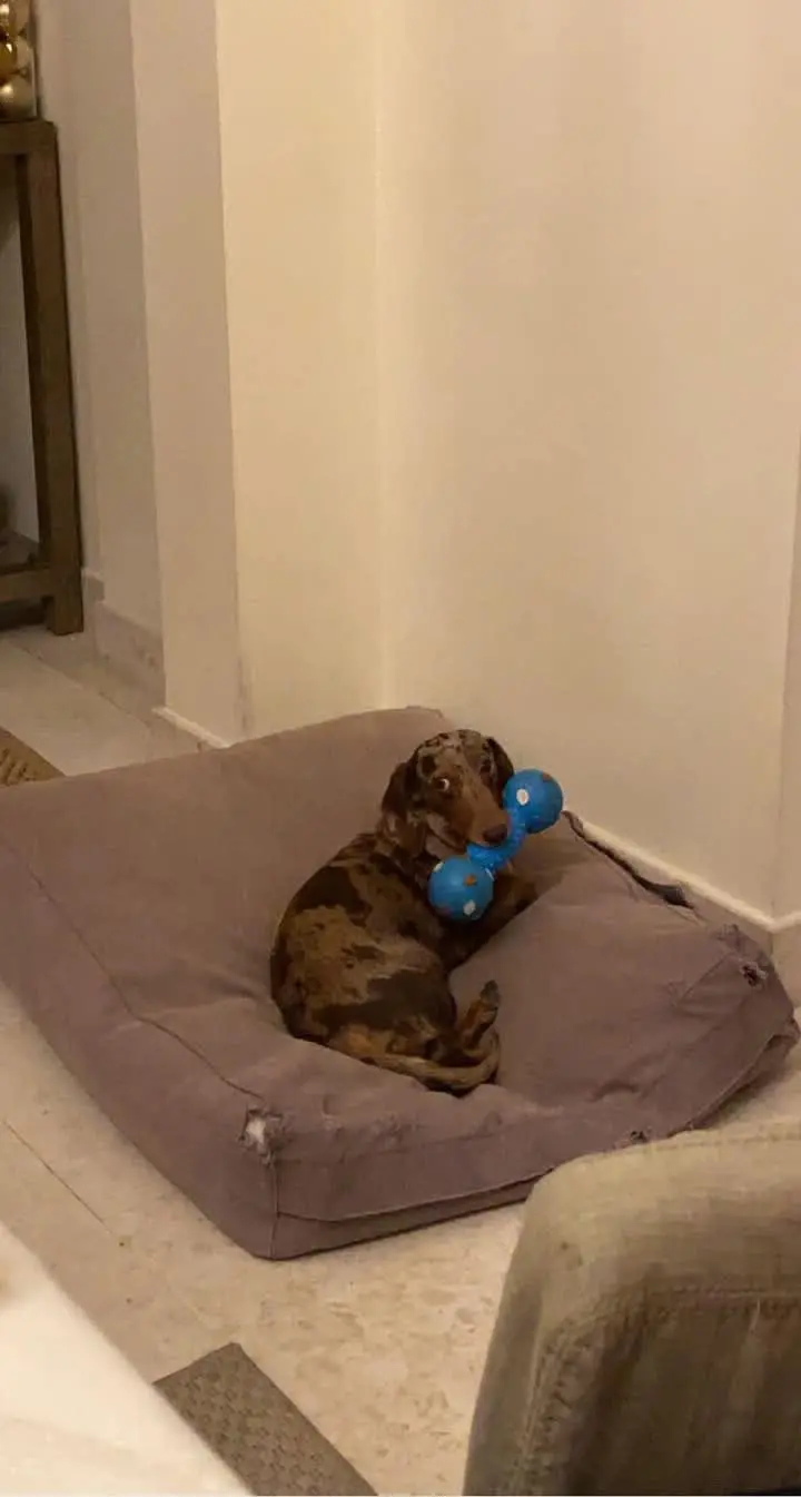 cane lost    Montecatini Terme Aquiles y gina