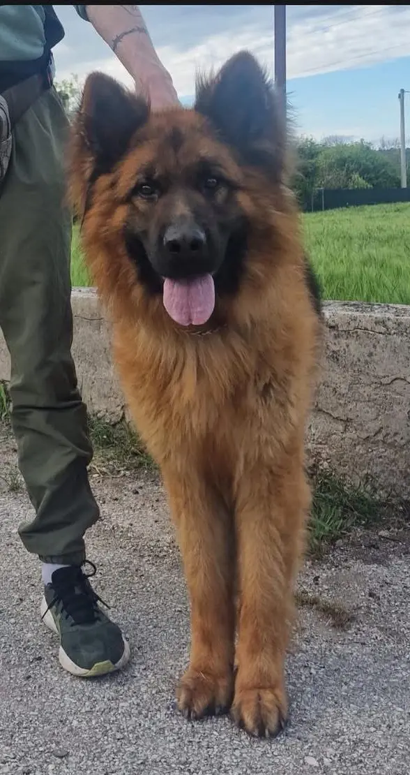 cane lost   61029 Urbino Ade