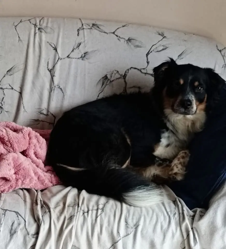 cane lost  Piazzale della Stazione 61032 Fano Ciarly