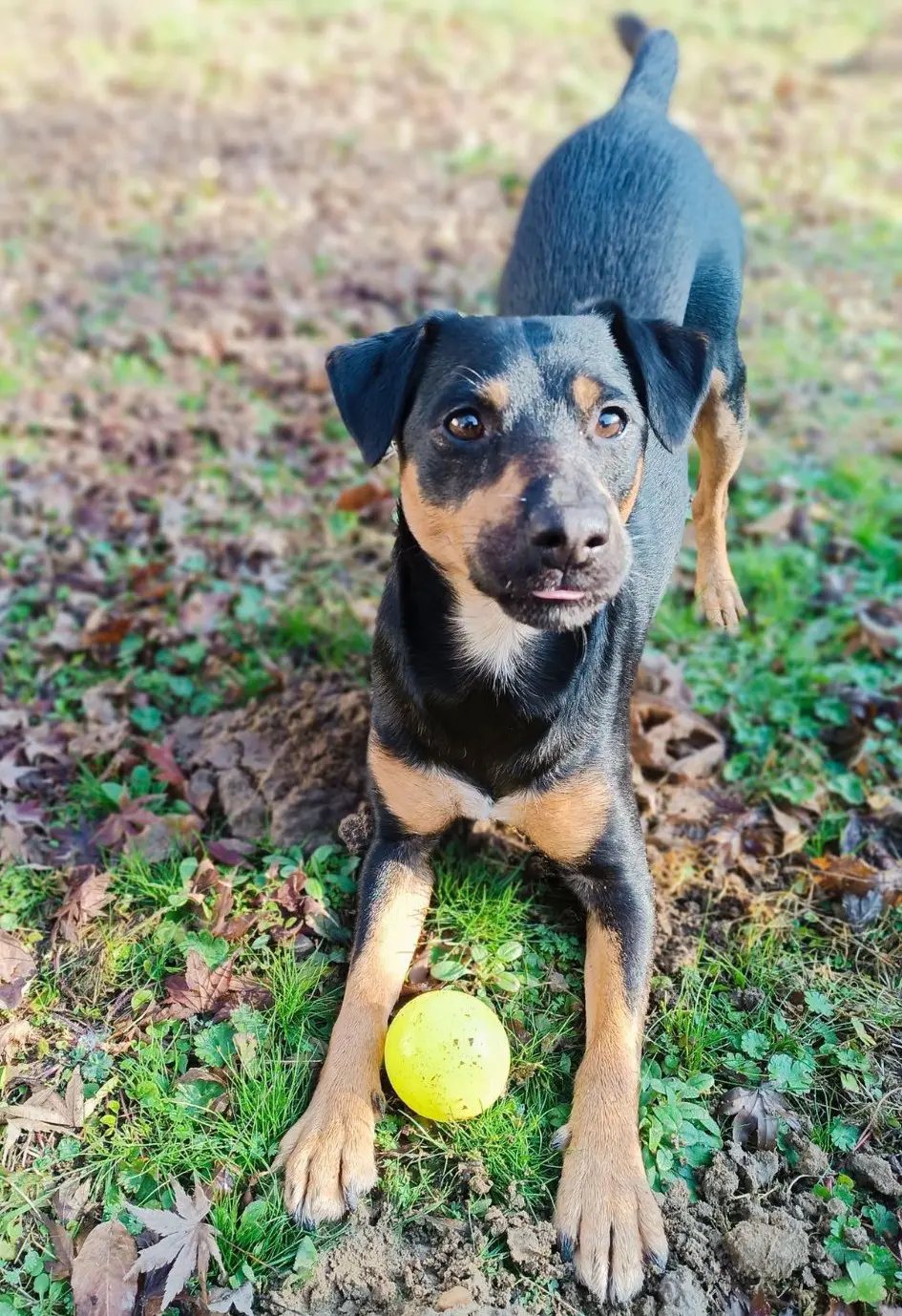 cane lost   27025 Gambolò Milo