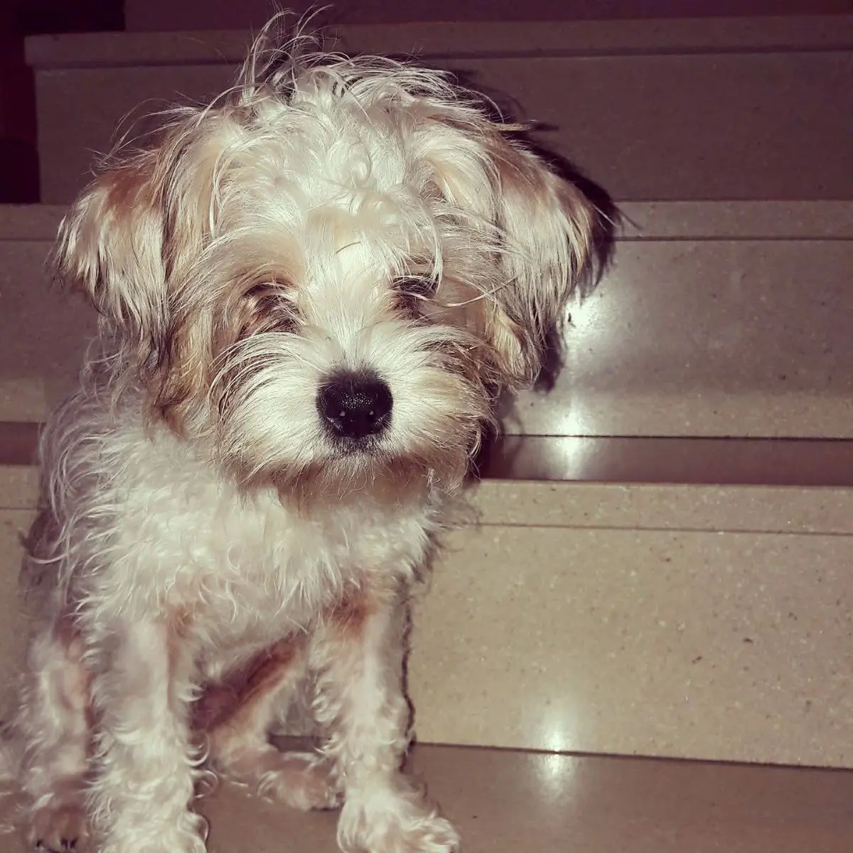 cane lost    San Cipriano Po Pablo