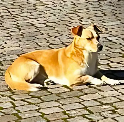 cane lost   85058 Vietri di Potenza Alvin