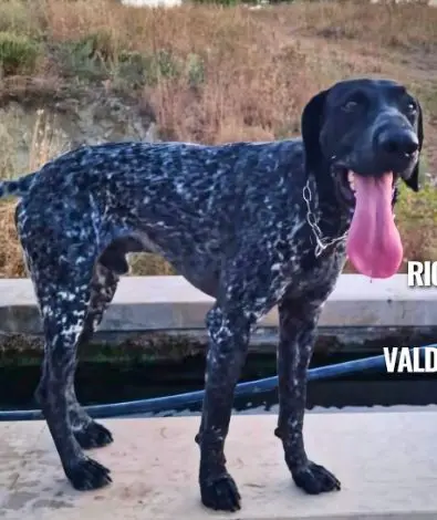 cane lost   85022 Barile Bali