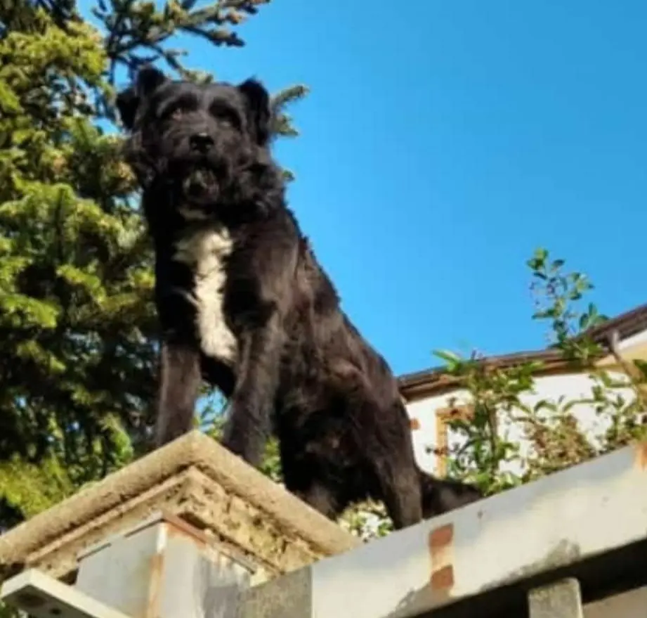 cane lost   85010 Pignola Rush