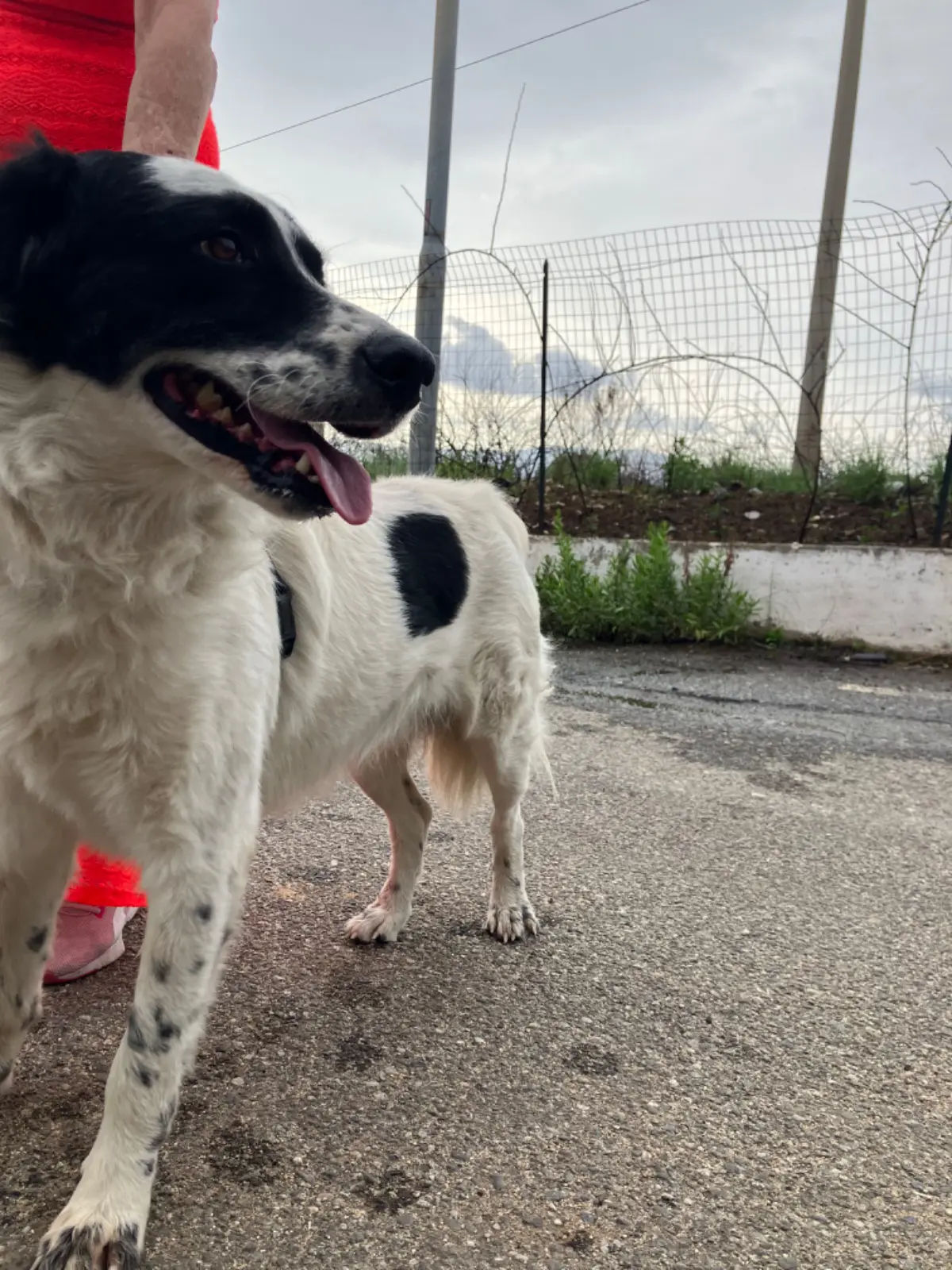 cane lost    Reggio de Calabre Mimí