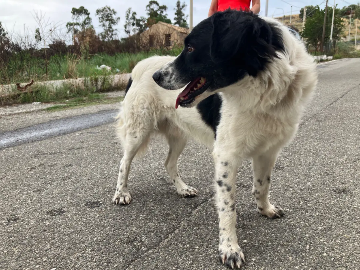 cane lost    Reggio de Calabre Mimí