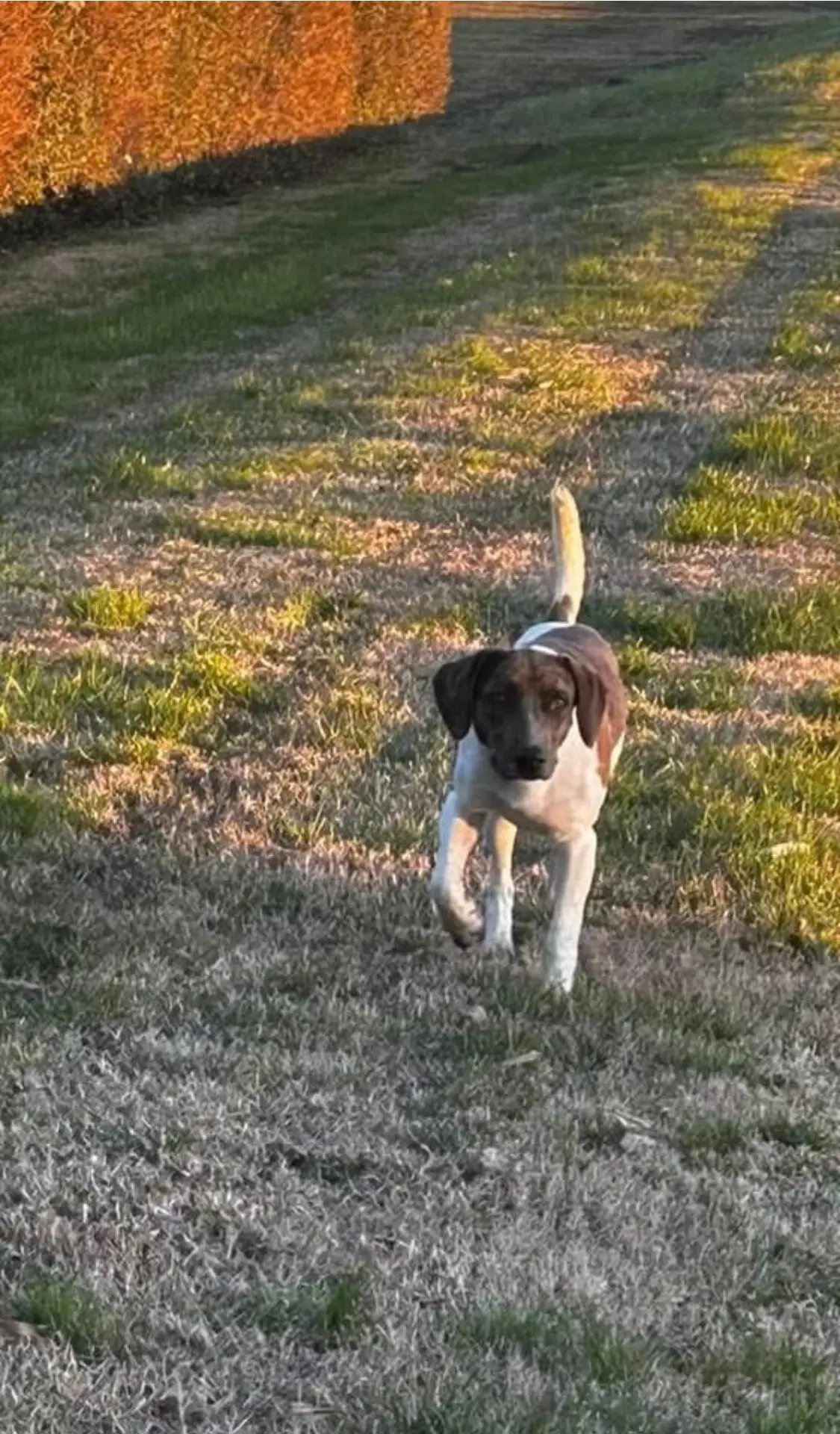 cane lost    Reggio d'Émilie Sky