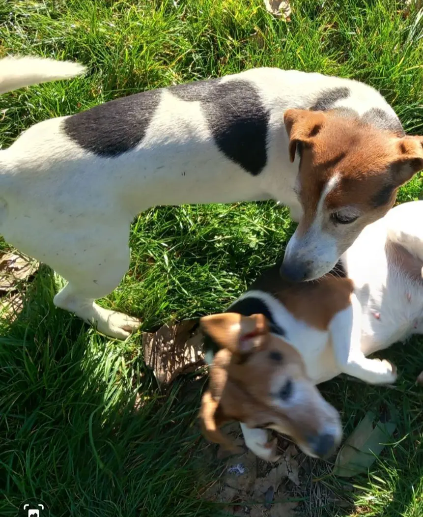 cane lost   00052 Cerveteri Ares