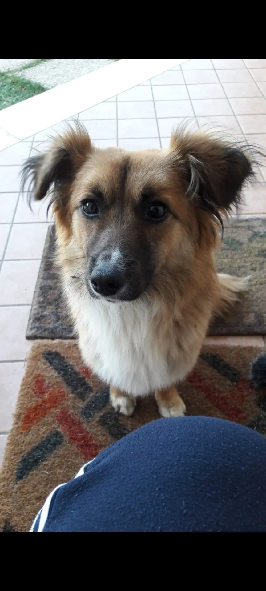 cane lost   00075 Lanuvio Leo