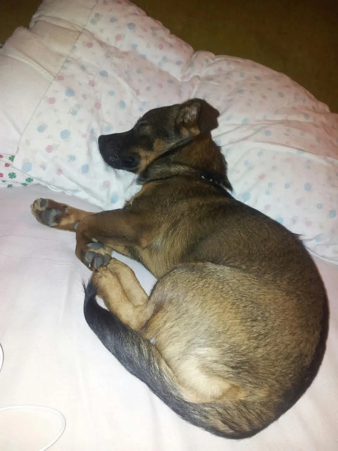 cane lost    Arcinazzo Romano Marley