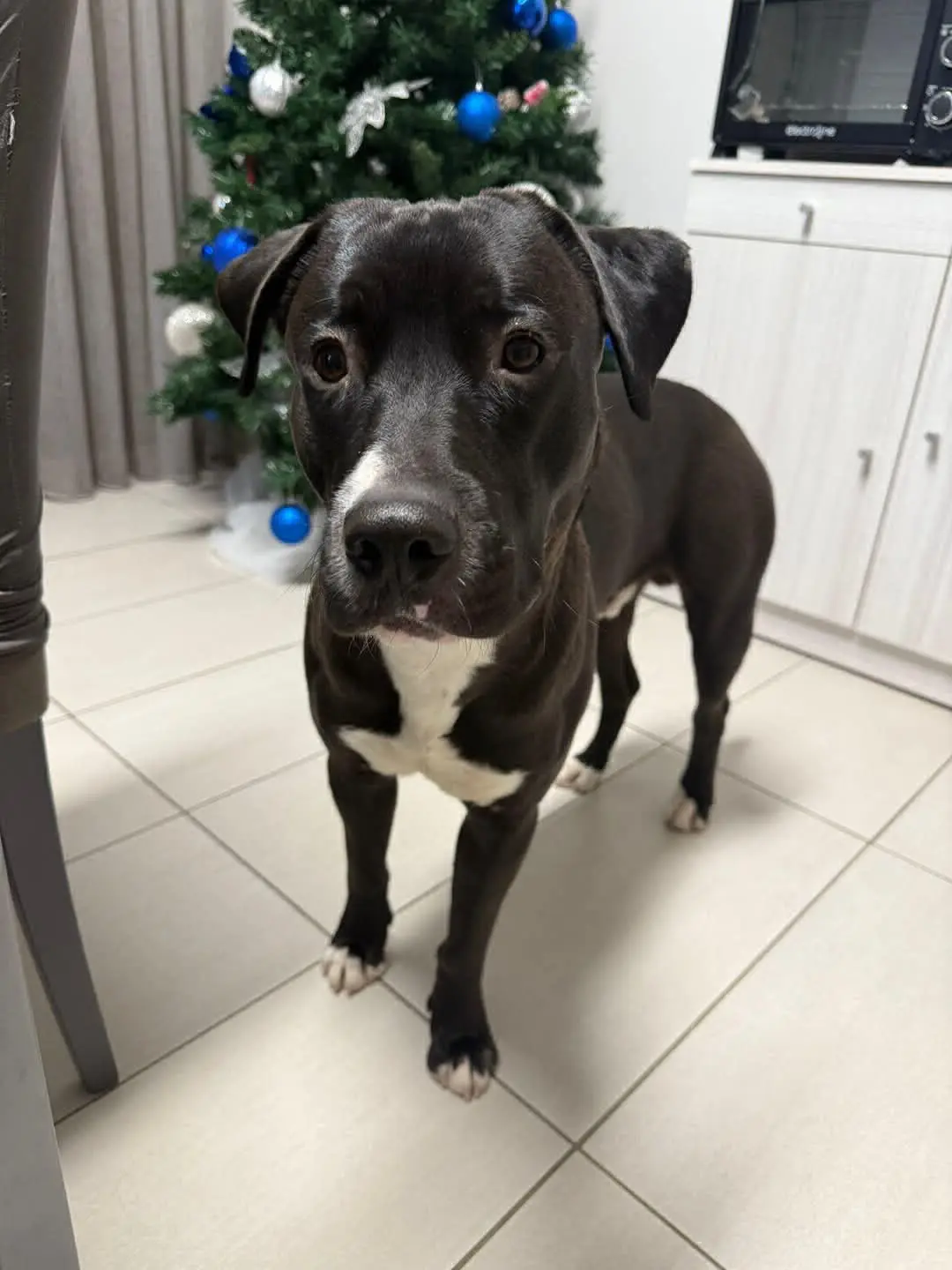 cane lost    Bracciano Pirata