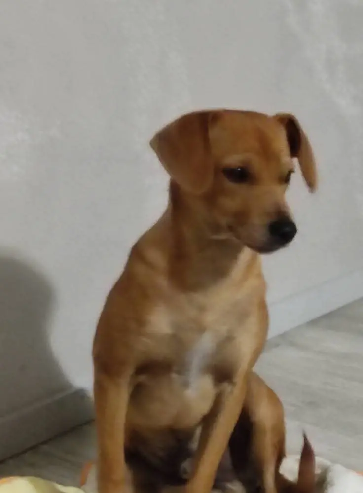 cane lost    Fonte Nuova Roki