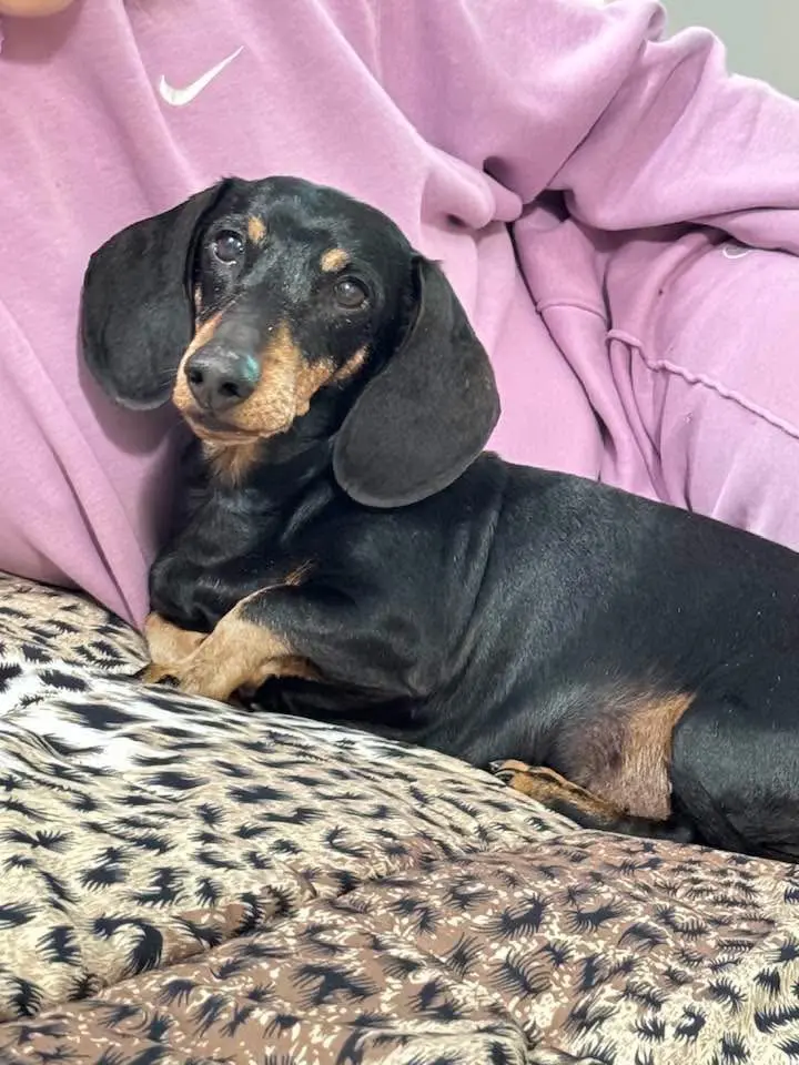 cane lost    Rome Prince