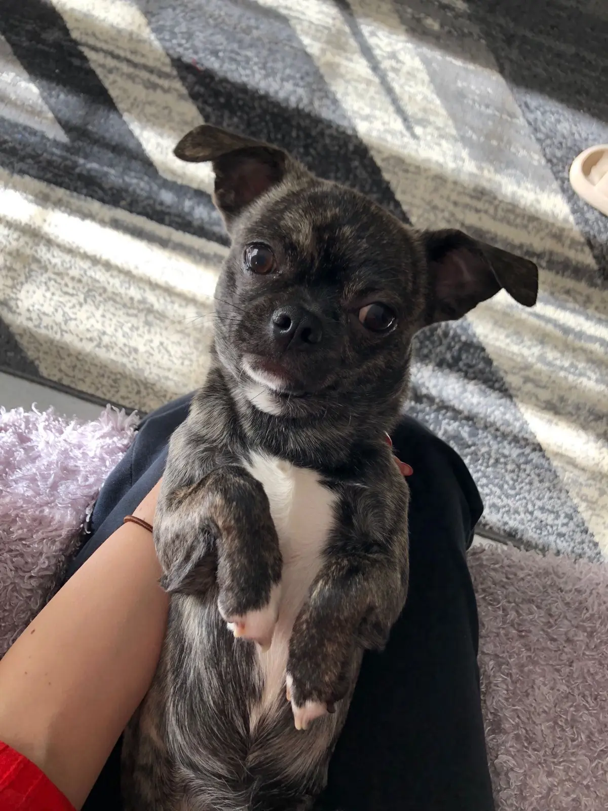 cane lost    Capranica Prenestina Theo