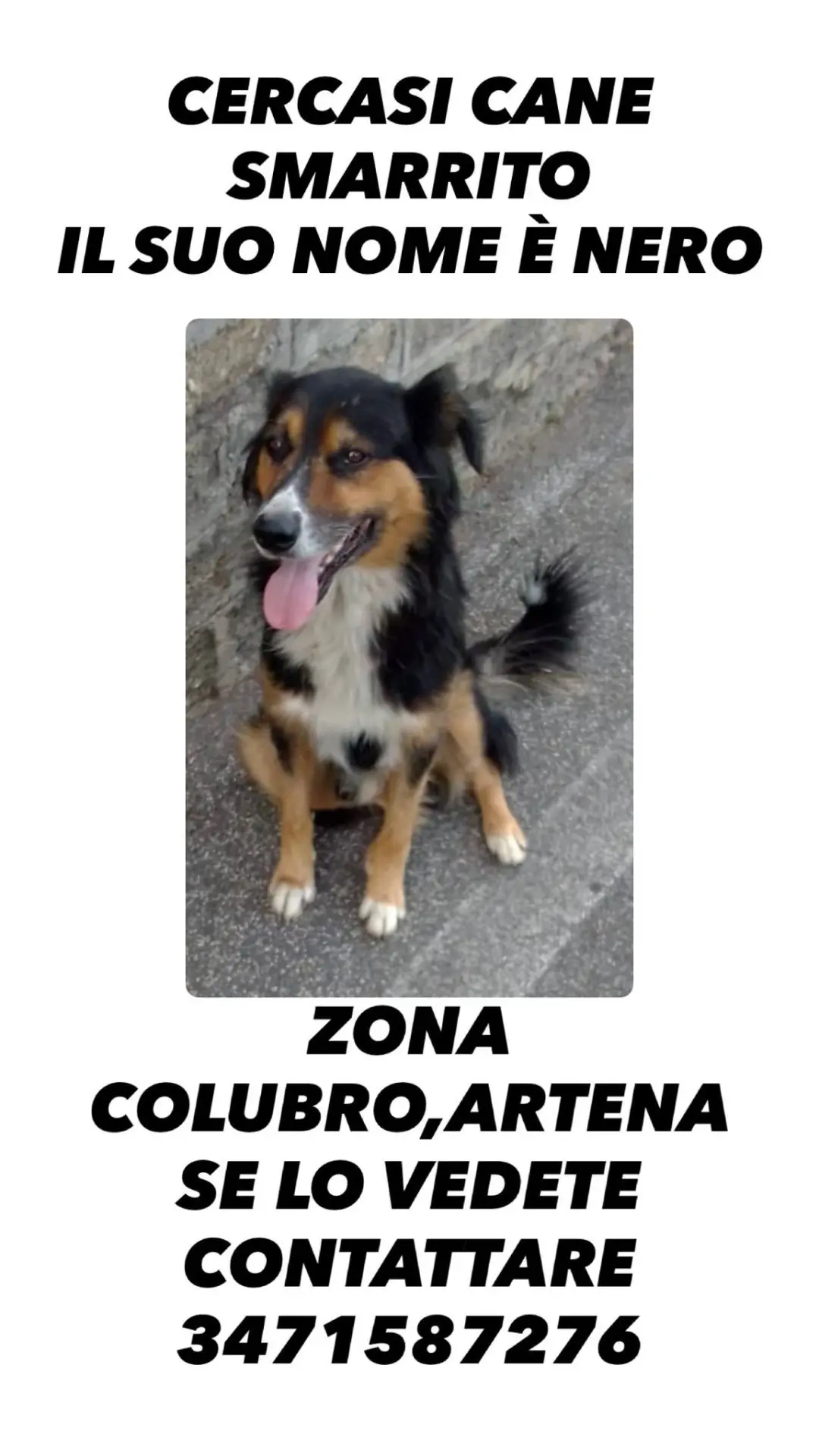 cane lost   00031 Artena Nero