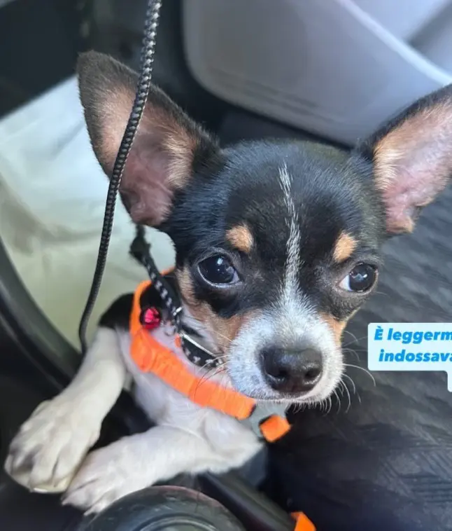 cane lost   84014 Nocera Inferiore Coco