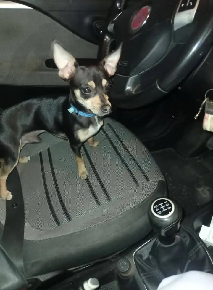 cane lost   84018 Scafati Milo