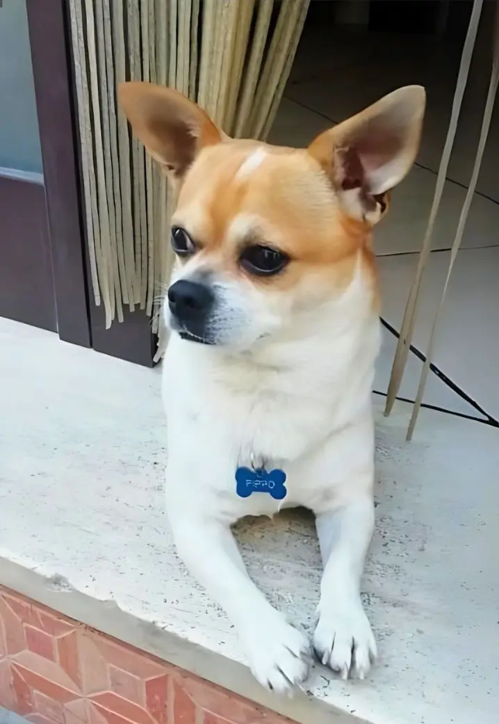 cane lost    San Valentino Torio Pipo