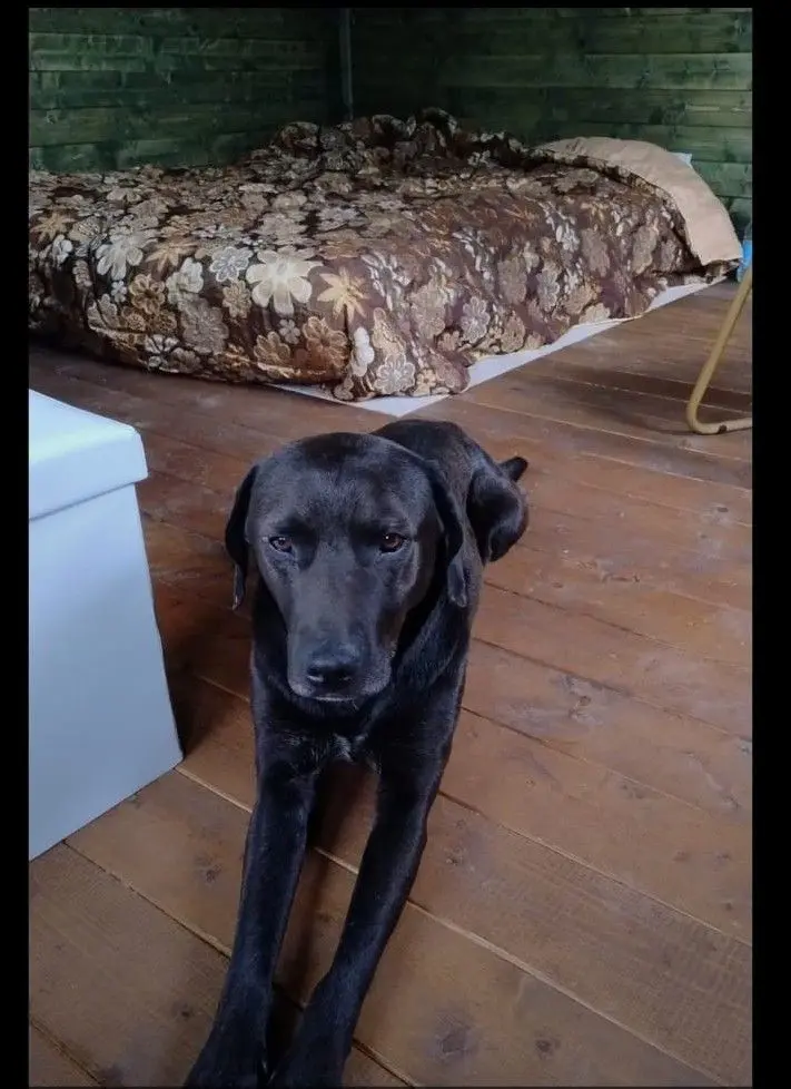 cane lost   96019 Rosolini Cane smarrito a rosolini