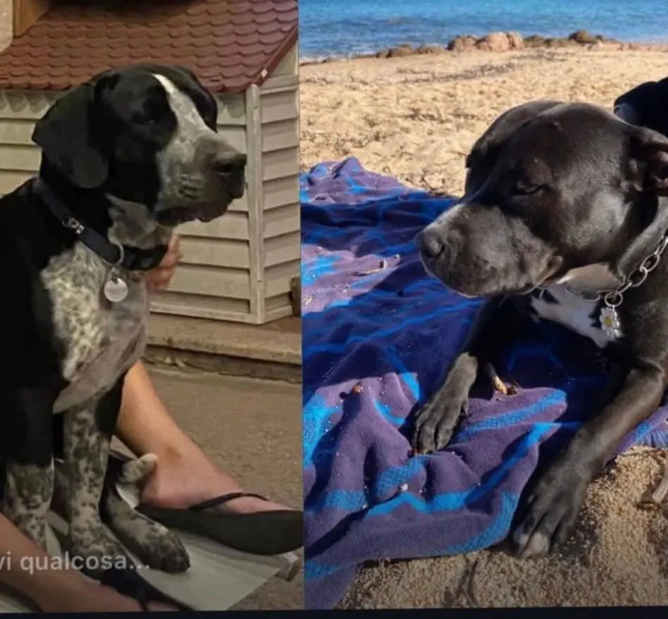 cane lost  Strada Statale 729 Sassari - Olbia 07026 Olbia .grace & draco