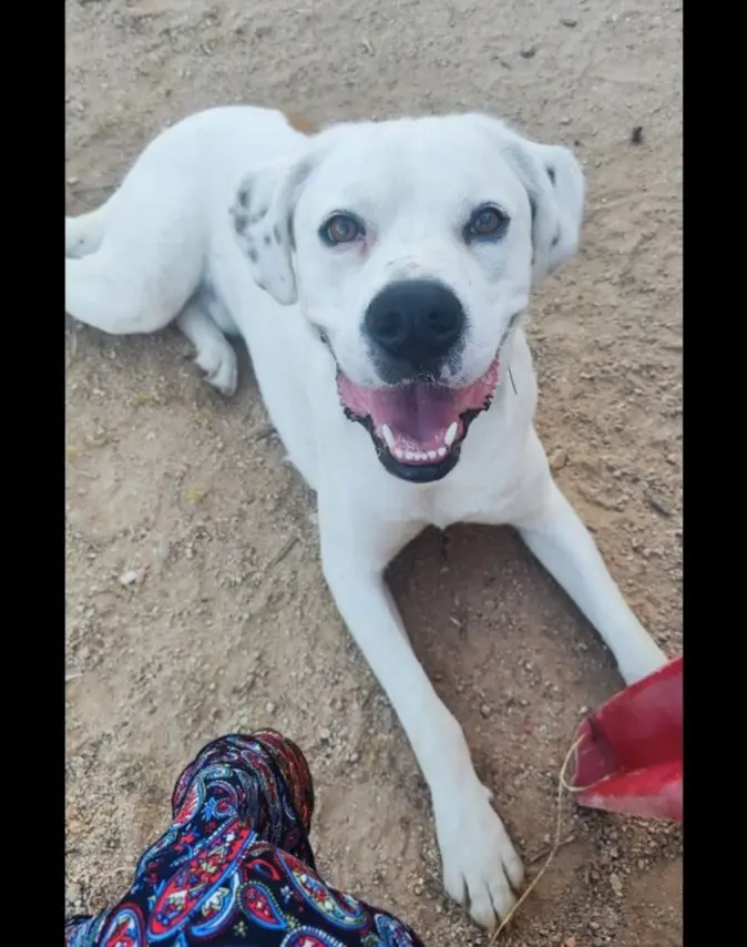 cane lost  Strada Statale 729 Sassari - Olbia  Monte/Monti Bravo