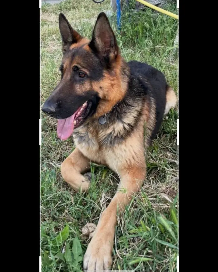 cane lost   07011 Bono Ares