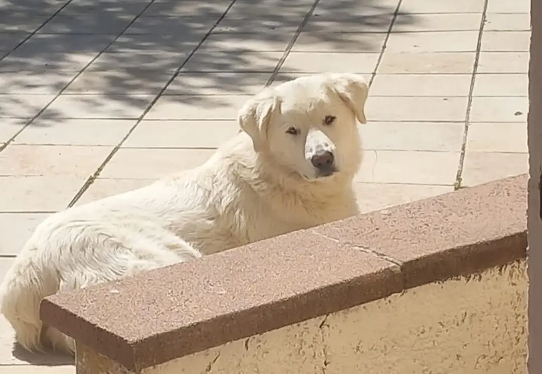 cane lost    Alghero Eracle