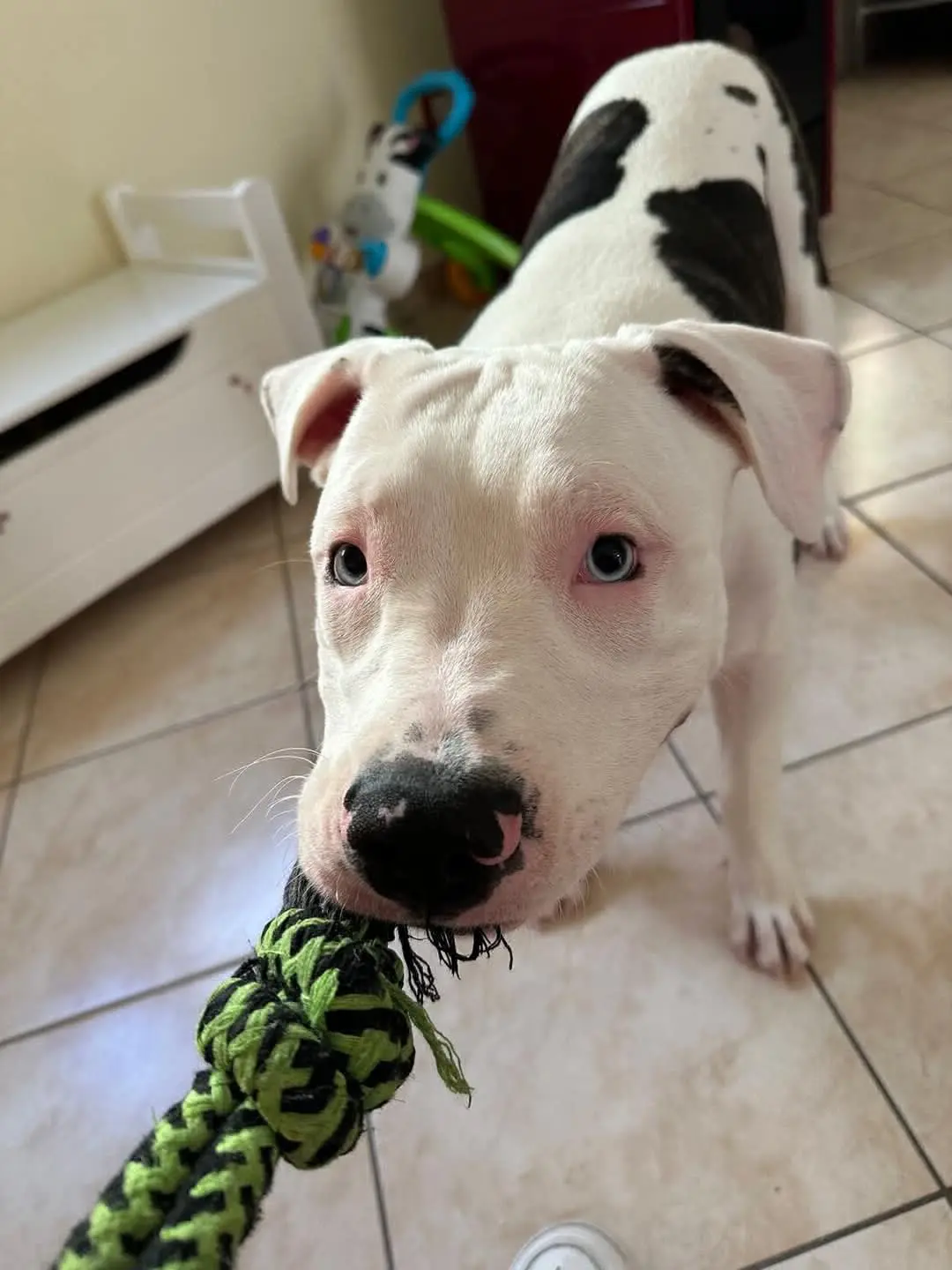 cane lost   07013 Mores Ian