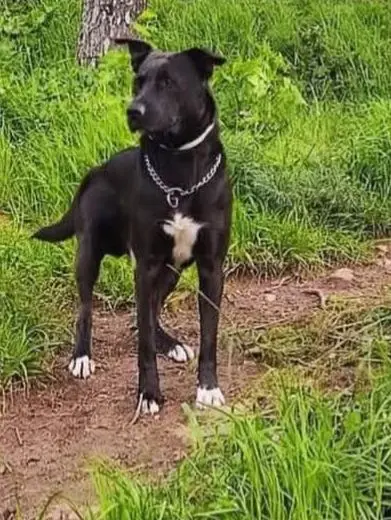 cane lost   07040 Isthintini/Stintino Kobe