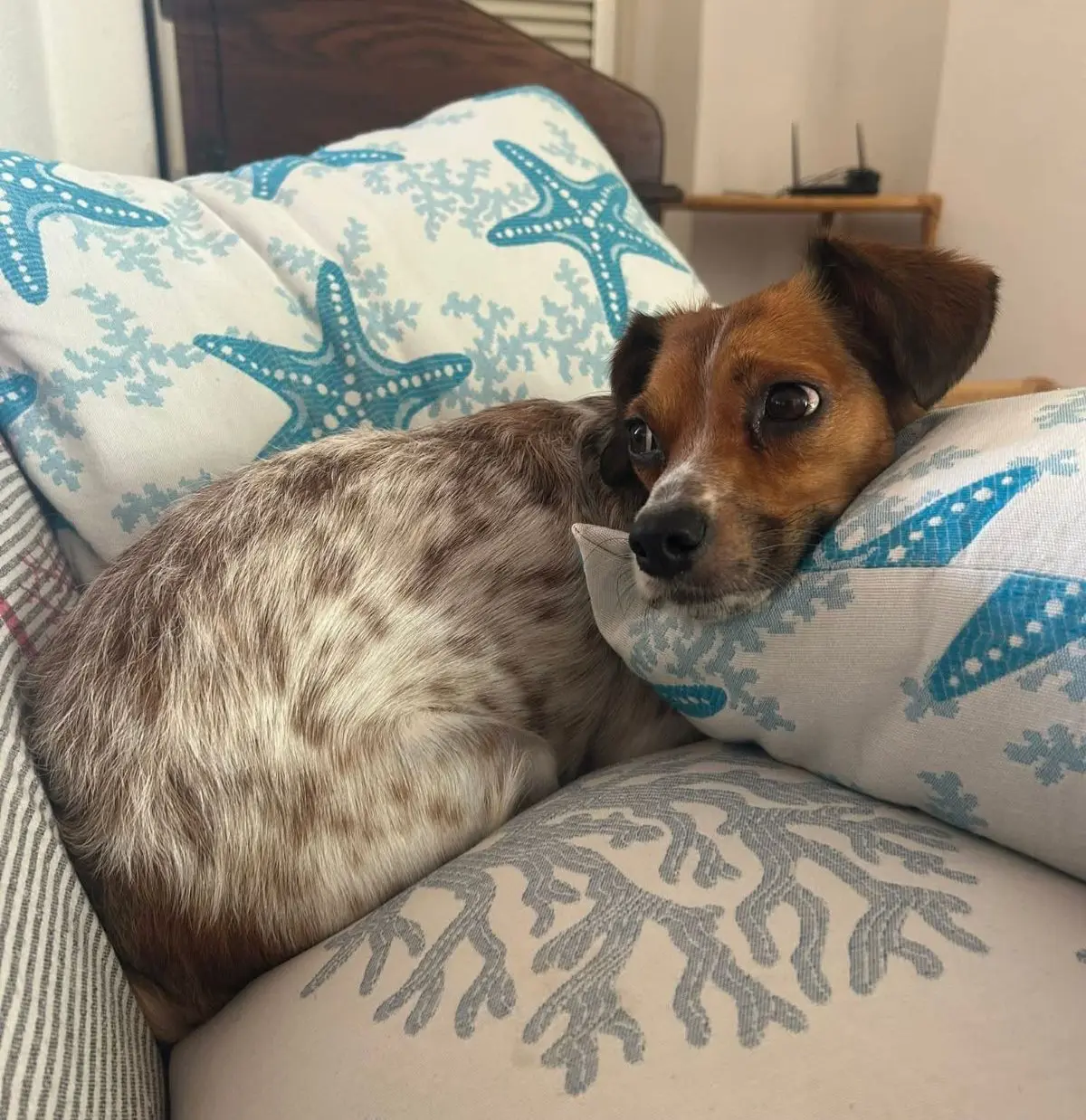 cane lost  Via Palau  Sassari Gianni