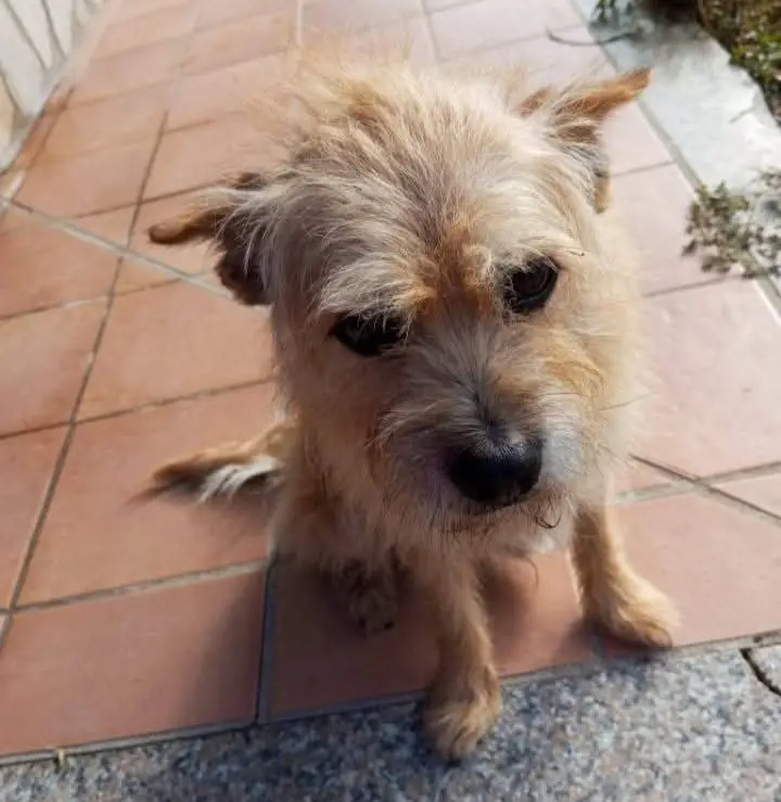cane lost  Via Arzachena  Sassari Teo
