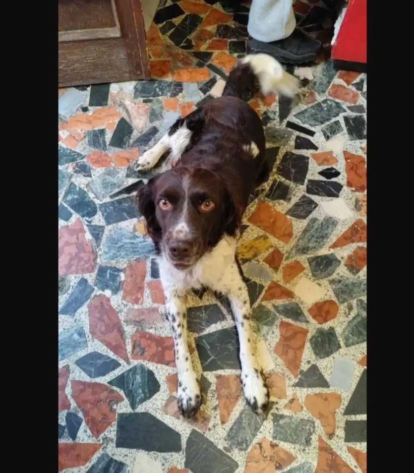 cane lost  Via Aggius 07041 Alghero Zeus