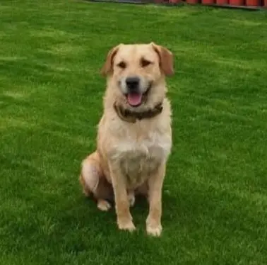 cane lost   09039 Biddacidru/Villacidro Aki